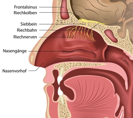 Endoscopic sinus evaluation for chronic rhinosinusitis